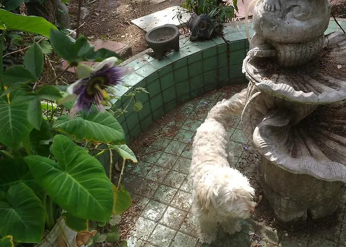 - Coyoacan Guest house